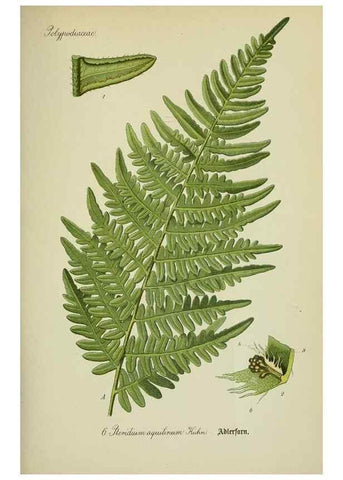 Reproducción/Reproduction 7845236762: Flora von Deutschland, Österreich und der Schweiz.. Gera,Zezschwitz,1903-