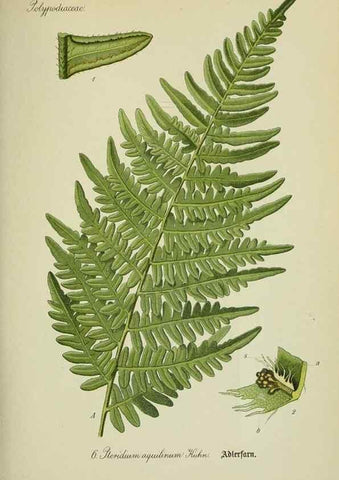 Reproducción/Reproduction 7845236762: Flora von Deutschland, Österreich und der Schweiz.. Gera,Zezschwitz,1903-