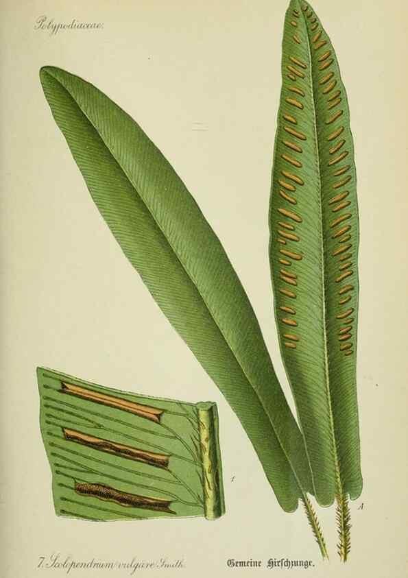 Reproducción/Reproduction 7845238166: Flora von Deutschland, Österreich und der Schweiz.. Gera,Zezschwitz,1903-