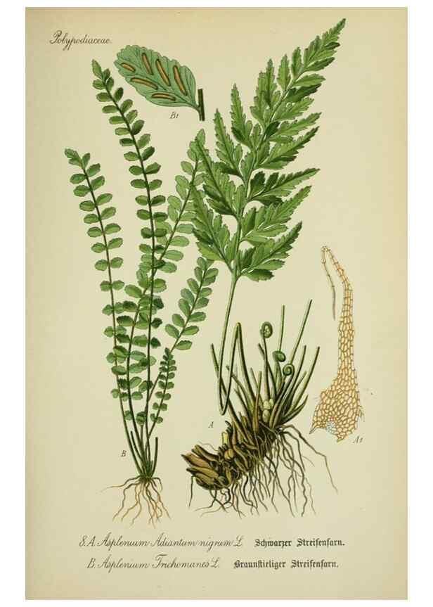 Reproducción/Reproduction 7845239348: Flora von Deutschland, Österreich und der Schweiz.. Gera,Zezschwitz,1903-