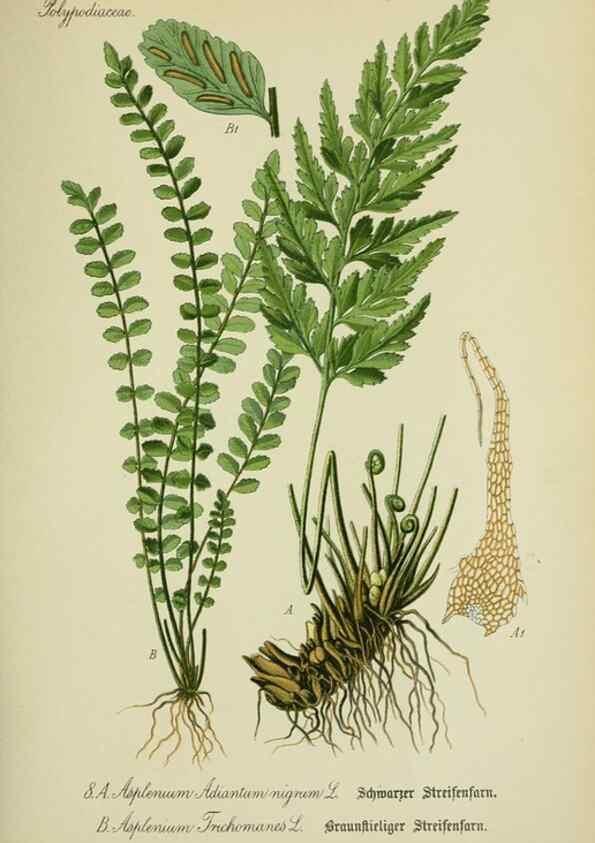 Reproducción/Reproduction 7845239348: Flora von Deutschland, Österreich und der Schweiz.. Gera,Zezschwitz,1903-