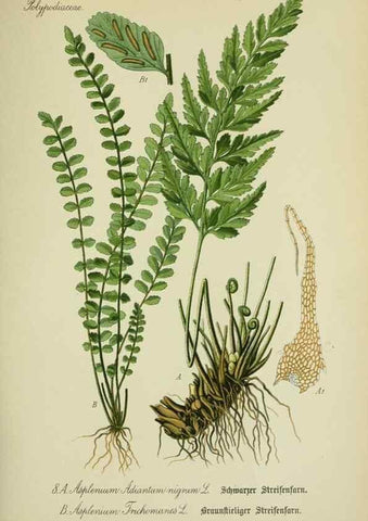 Reproducción/Reproduction 7845239348: Flora von Deutschland, Österreich und der Schweiz.. Gera,Zezschwitz,1903-