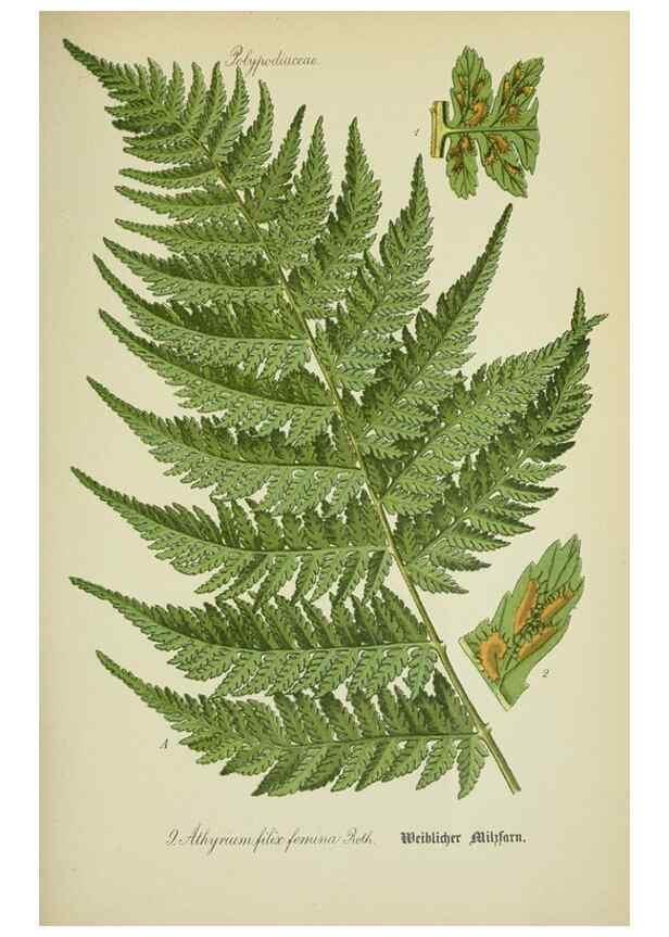 Reproducción/Reproduction 7845240666: Flora von Deutschland, Österreich und der Schweiz.. Gera,Zezschwitz,1903-