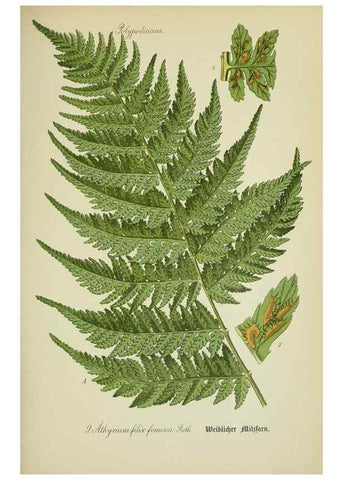Reproducción/Reproduction 7845240666: Flora von Deutschland, Österreich und der Schweiz.. Gera,Zezschwitz,1903-