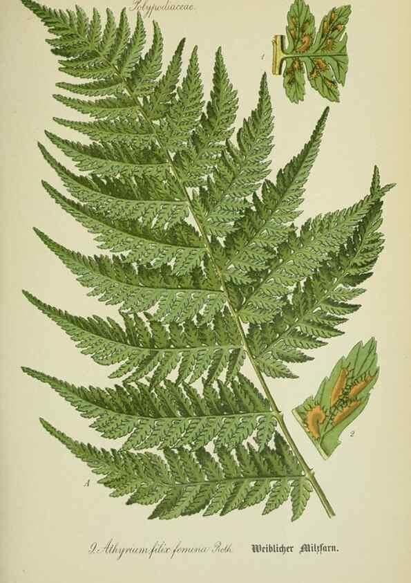 Reproducción/Reproduction 7845240666: Flora von Deutschland, Österreich und der Schweiz.. Gera,Zezschwitz,1903-