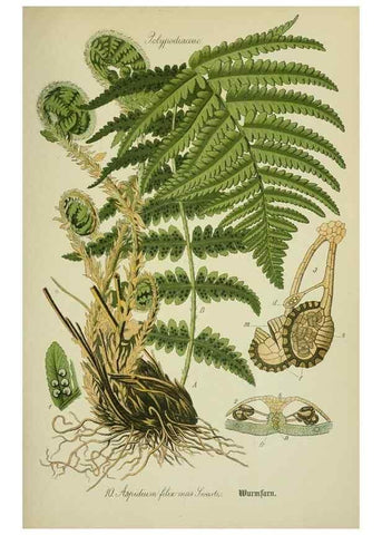 Reproducción/Reproduction 7845241910: Flora von Deutschland, Österreich und der Schweiz.. Gera,Zezschwitz,1903-