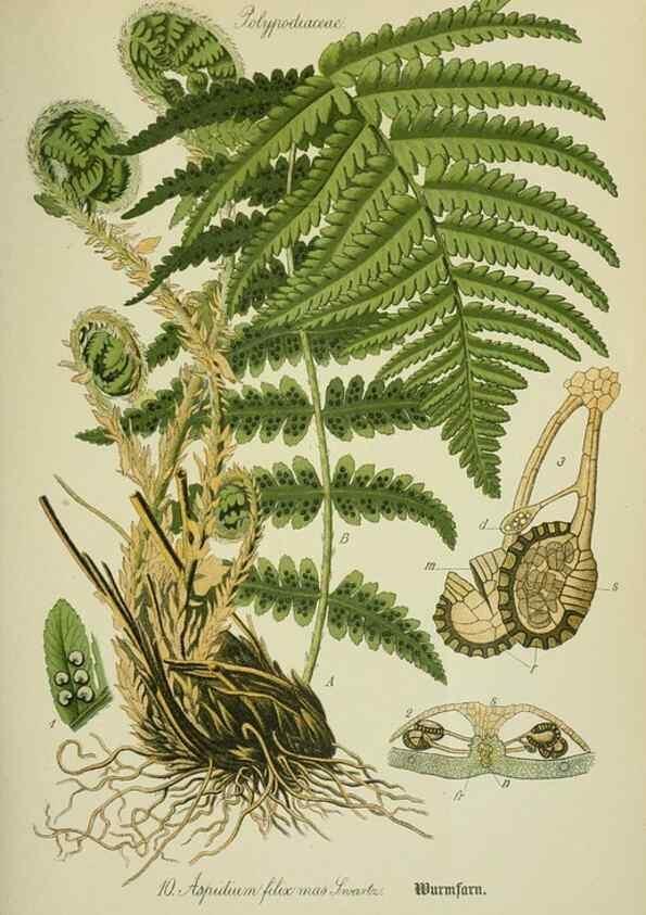 Reproducción/Reproduction 7845241910: Flora von Deutschland, Österreich und der Schweiz.. Gera,Zezschwitz,1903-
