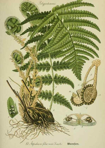 Reproducción/Reproduction 7845241910: Flora von Deutschland, Österreich und der Schweiz.. Gera,Zezschwitz,1903-