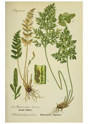 Reproducción/Reproduction 7845232922: Flora von Deutschland, Österreich und der Schweiz.. Gera,Zezschwitz,1903-