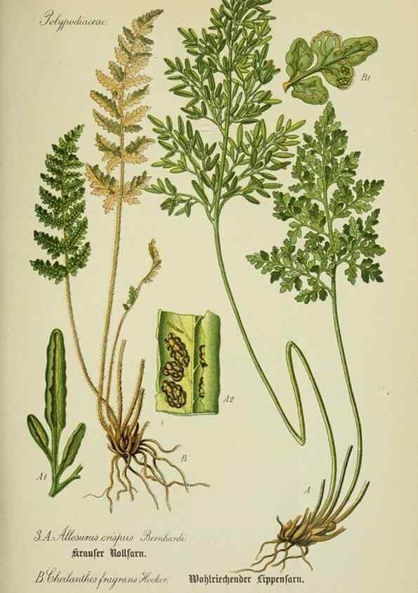Reproducción/Reproduction 7845232922: Flora von Deutschland, Österreich und der Schweiz.. Gera,Zezschwitz,1903-