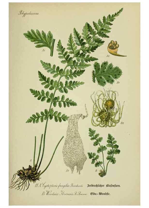Reproducción/Reproduction 7845243104: Flora von Deutschland, Österreich und der Schweiz.. Gera,Zezschwitz,1903-