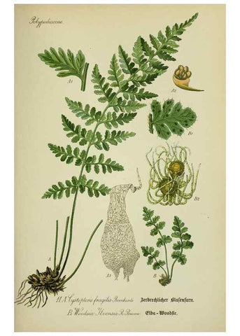 Reproducción/Reproduction 7845243104: Flora von Deutschland, Österreich und der Schweiz.. Gera,Zezschwitz,1903-