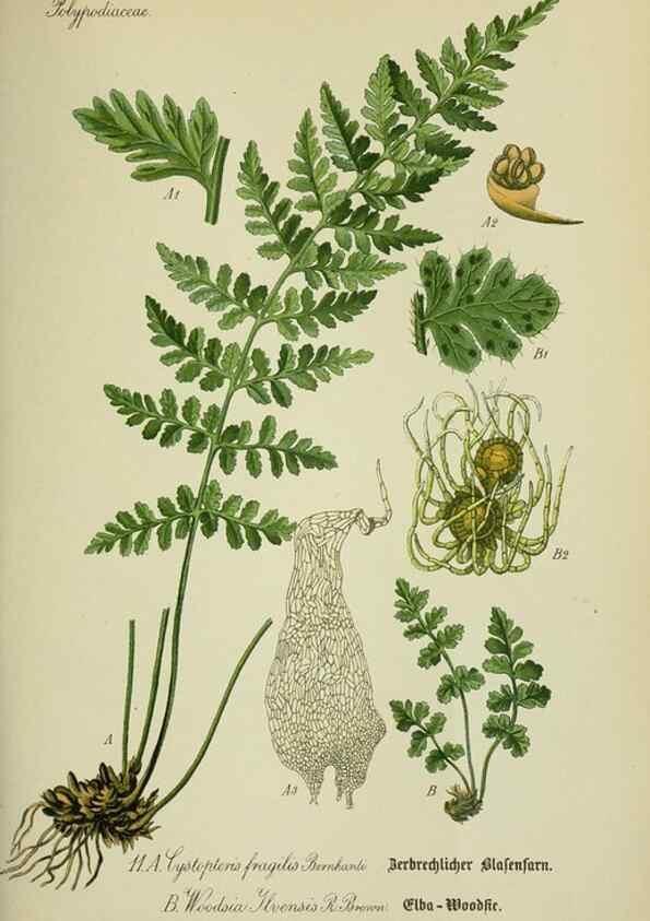 Reproducción/Reproduction 7845243104: Flora von Deutschland, Österreich und der Schweiz.. Gera,Zezschwitz,1903-