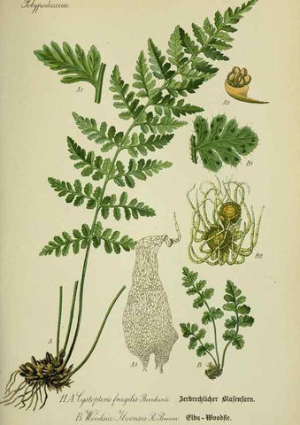 Reproducción/Reproduction 7845243104: Flora von Deutschland, Österreich und der Schweiz.. Gera,Zezschwitz,1903-