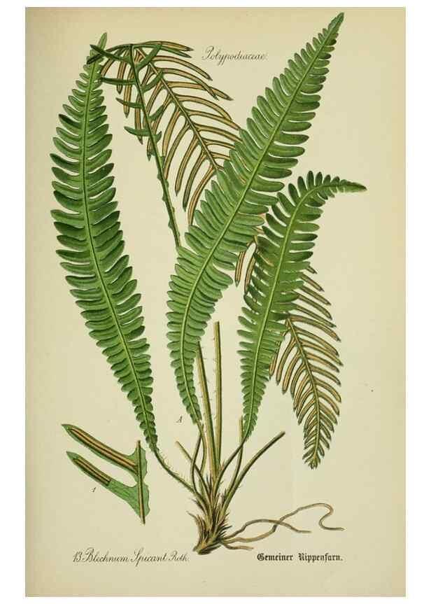 Reproducción/Reproduction 7845245692: Flora von Deutschland, Österreich und der Schweiz.. Gera,Zezschwitz,1903-