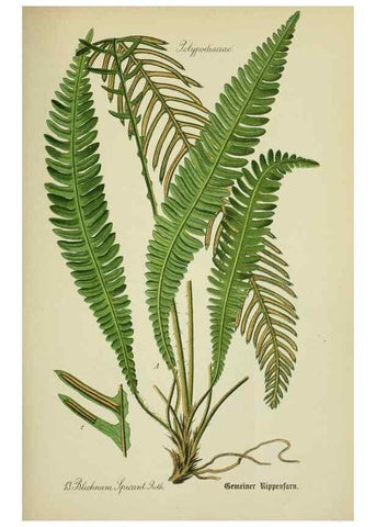 Reproducción/Reproduction 7845245692: Flora von Deutschland, Österreich und der Schweiz.. Gera,Zezschwitz,1903-