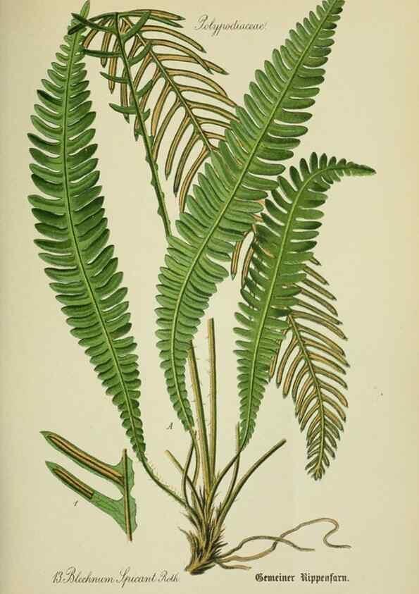 Reproducción/Reproduction 7845245692: Flora von Deutschland, Österreich und der Schweiz.. Gera,Zezschwitz,1903-