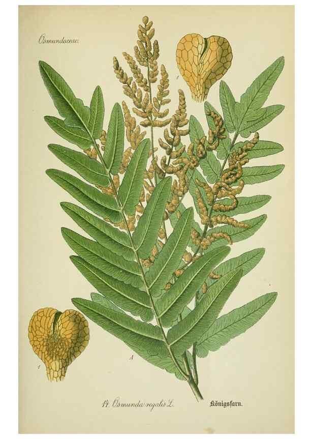 Reproducción/Reproduction 7845246984: Flora von Deutschland, Österreich und der Schweiz.. Gera,Zezschwitz,1903-