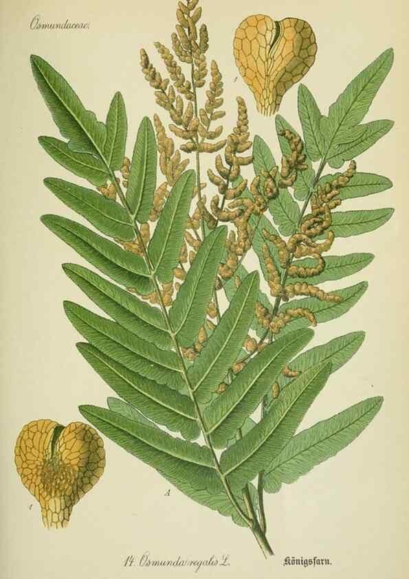 Reproducción/Reproduction 7845246984: Flora von Deutschland, Österreich und der Schweiz.. Gera,Zezschwitz,1903-