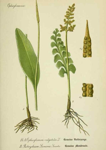 Reproducción/Reproduction 7845248042: Flora von Deutschland, Österreich und der Schweiz.. Gera,Zezschwitz,1903-