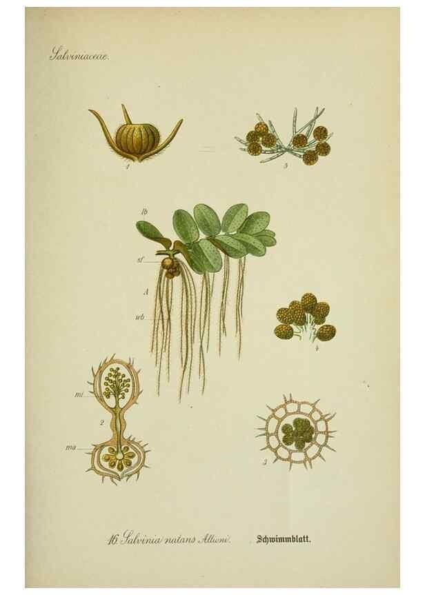 Reproducción/Reproduction 7845249124: Flora von Deutschland, Österreich und der Schweiz.. Gera,Zezschwitz,1903-