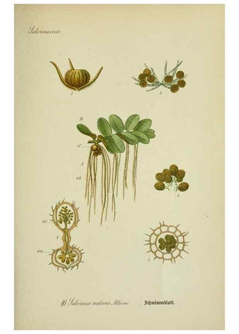 Reproducción/Reproduction 7845249124: Flora von Deutschland, Österreich und der Schweiz.. Gera,Zezschwitz,1903-