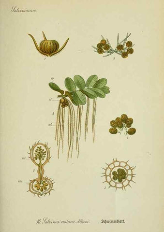 Reproducción/Reproduction 7845249124: Flora von Deutschland, Österreich und der Schweiz.. Gera,Zezschwitz,1903-