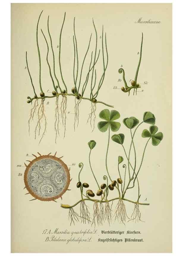 Reproducción/Reproduction 7845250302: Flora von Deutschland, Österreich und der Schweiz.. Gera,Zezschwitz,1903-