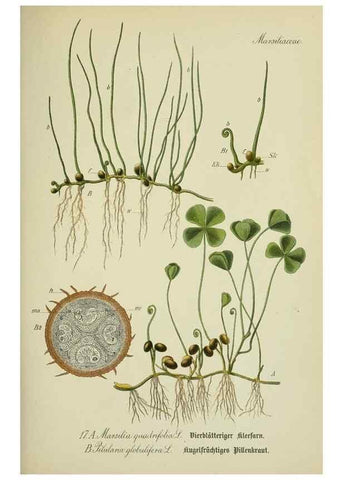 Reproducción/Reproduction 7845250302: Flora von Deutschland, Österreich und der Schweiz.. Gera,Zezschwitz,1903-