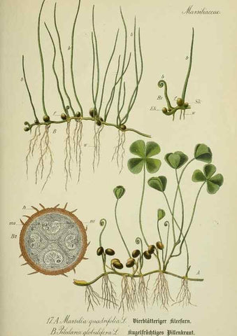Reproducción/Reproduction 7845250302: Flora von Deutschland, Österreich und der Schweiz.. Gera,Zezschwitz,1903-