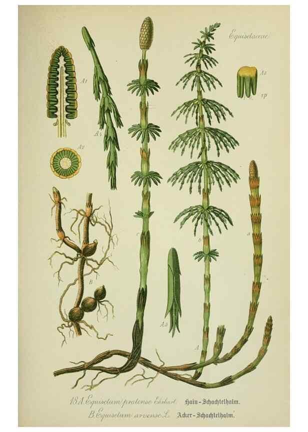 Reproducción/Reproduction 7845251394: Flora von Deutschland, Österreich und der Schweiz.. Gera,Zezschwitz,1903-