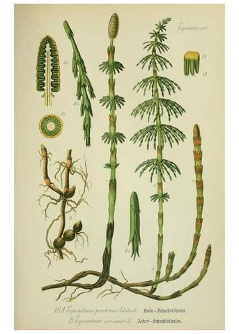 Reproducción/Reproduction 7845251394: Flora von Deutschland, Österreich und der Schweiz.. Gera,Zezschwitz,1903-
