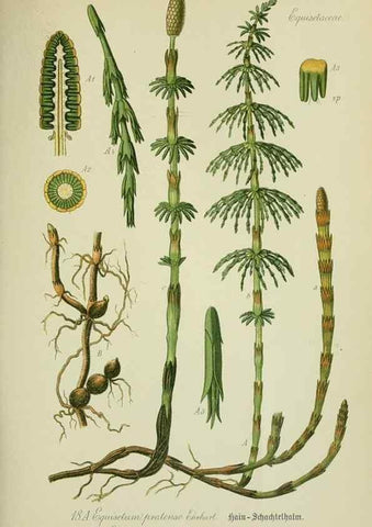 Reproducción/Reproduction 7845251394: Flora von Deutschland, Österreich und der Schweiz.. Gera,Zezschwitz,1903-