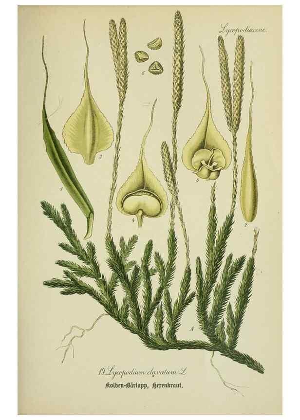 Reproducción/Reproduction 7845252550: Flora von Deutschland, Österreich und der Schweiz.. Gera,Zezschwitz,1903-