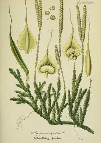 Reproducción/Reproduction 7845252550: Flora von Deutschland, Österreich und der Schweiz.. Gera,Zezschwitz,1903-