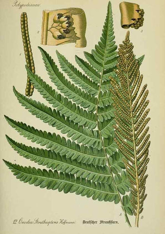 Reproducción/Reproduction 7845244450: Flora von Deutschland, Österreich und der Schweiz.. Gera,Zezschwitz,1903-