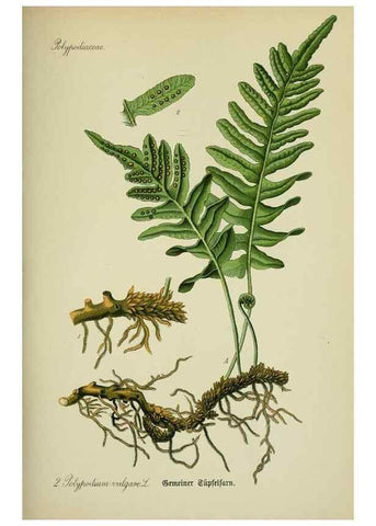 Reproducción/Reproduction 7845231576: Flora von Deutschland, Österreich und der Schweiz.. Gera,Zezschwitz,1903-