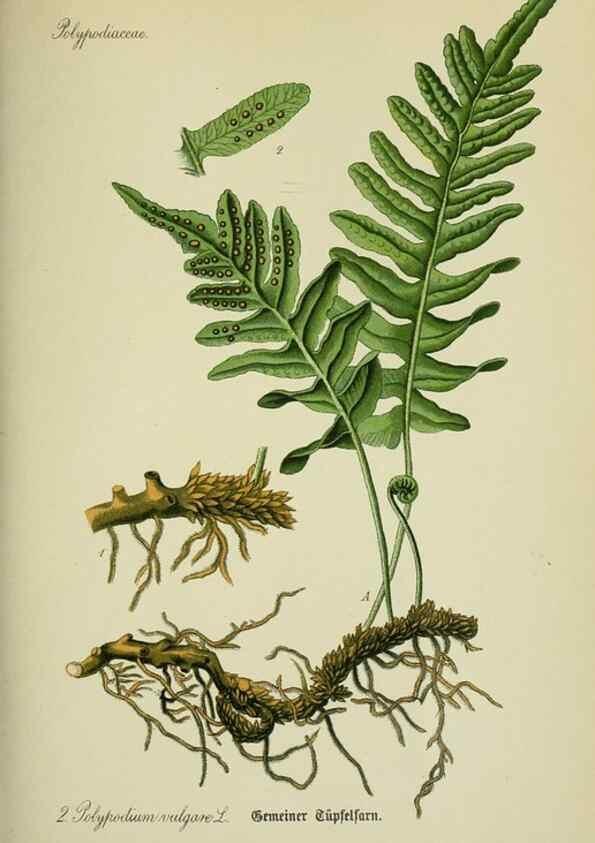 Reproducción/Reproduction 7845231576: Flora von Deutschland, Österreich und der Schweiz.. Gera,Zezschwitz,1903-