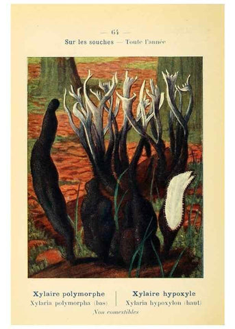 Reproducción/Reproduction 7831208954: Nouvel atlas de poche des champignons comestibles et vénéneux.. Paris,Léon Lhome,1911-1912.