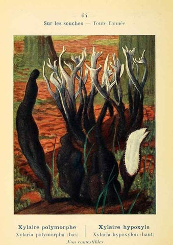 Reproducción/Reproduction 7831208954: Nouvel atlas de poche des champignons comestibles et vénéneux.. Paris,Léon Lhome,1911-1912.
