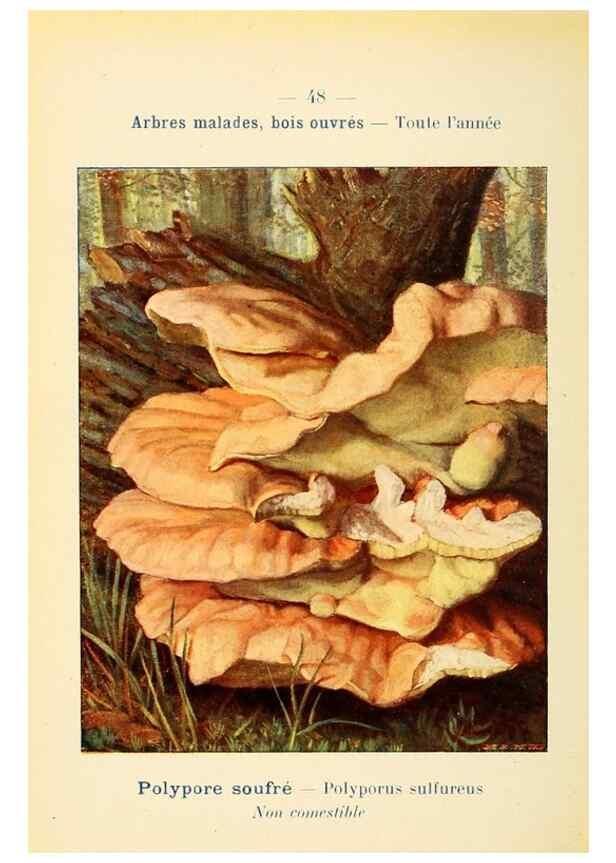 Reproducción/Reproduction 7831185282: Nouvel atlas de poche des champignons comestibles et vénéneux.. Paris,Léon Lhome,1911-1912.