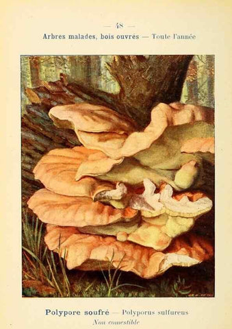 Reproducción/Reproduction 7831185282: Nouvel atlas de poche des champignons comestibles et vénéneux.. Paris,Léon Lhome,1911-1912.