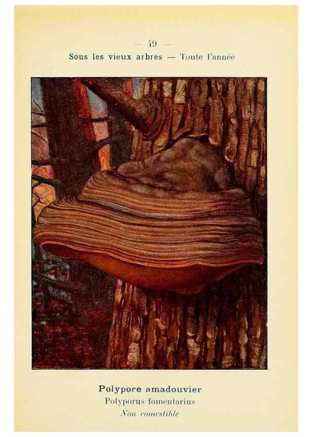 Reproducción/Reproduction 7831186568: Nouvel atlas de poche des champignons comestibles et vénéneux.. Paris,Léon Lhome,1911-1912.