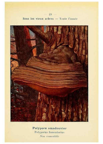 Reproducción/Reproduction 7831186568: Nouvel atlas de poche des champignons comestibles et vénéneux.. Paris,Léon Lhome,1911-1912.