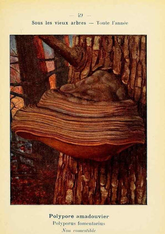 Reproducción/Reproduction 7831186568: Nouvel atlas de poche des champignons comestibles et vénéneux.. Paris,Léon Lhome,1911-1912.