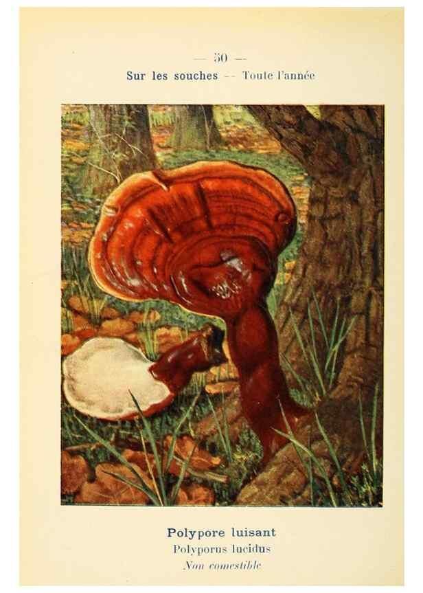 Reproducción/Reproduction 7831188066: Nouvel atlas de poche des champignons comestibles et vénéneux.. Paris,Léon Lhome,1911-1912.