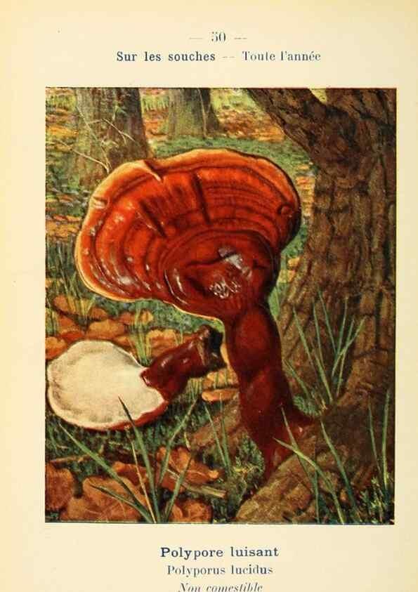 Reproducción/Reproduction 7831188066: Nouvel atlas de poche des champignons comestibles et vénéneux.. Paris,Léon Lhome,1911-1912.