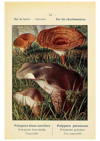 Reproducción/Reproduction 7831189596: Nouvel atlas de poche des champignons comestibles et vénéneux.. Paris,Léon Lhome,1911-1912.