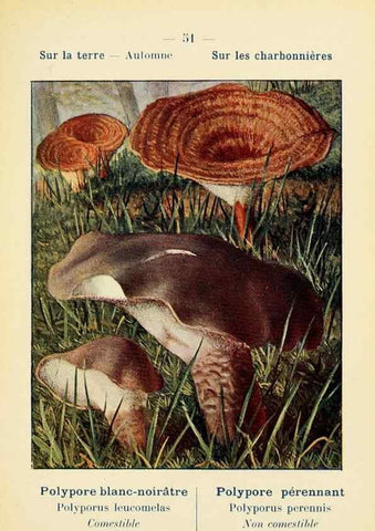 Reproducción/Reproduction 7831189596: Nouvel atlas de poche des champignons comestibles et vénéneux.. Paris,Léon Lhome,1911-1912.