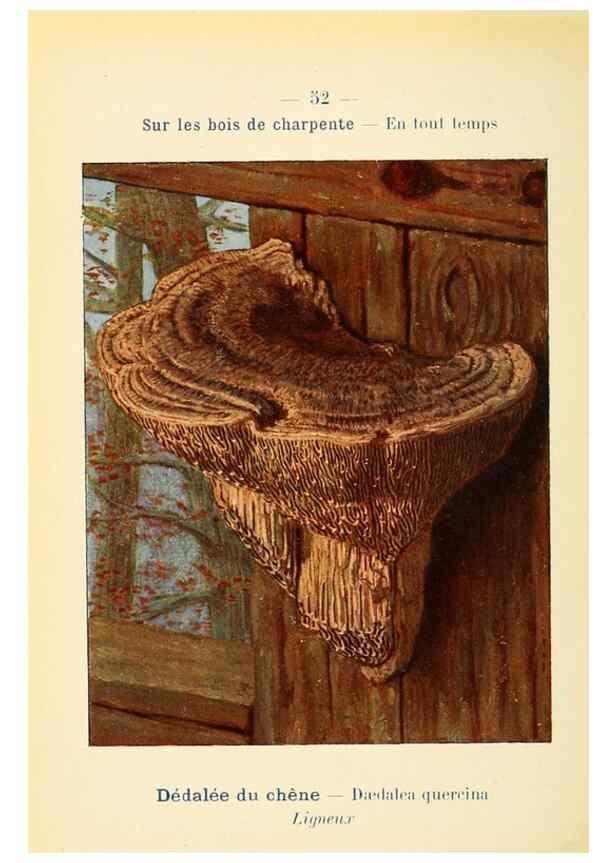 Reproducción/Reproduction 7831191140: Nouvel atlas de poche des champignons comestibles et vénéneux.. Paris,Léon Lhome,1911-1912.